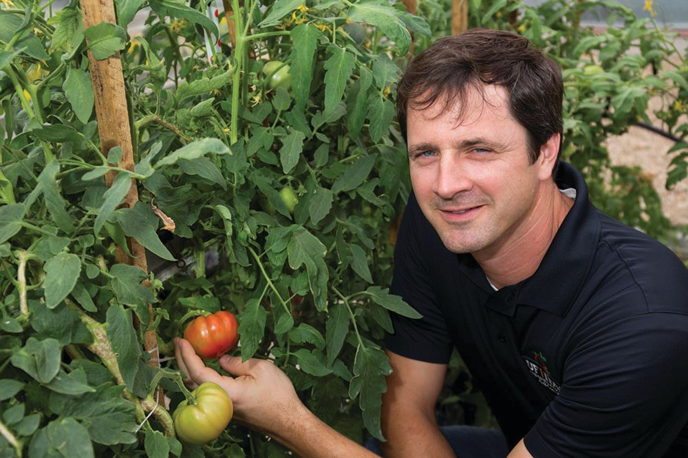 Sam Hutton, an associate professor of horticultural sciences at the UF/IFAS Gulf Coast Research and Education Center and a tomato breeder, examines tomatoes in his greenhouse.